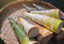Bamboo Beats Superfoods in Gut Protection Fresh bamboo shoots arranged in a woven basket