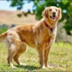 Golden Retrievers: The Secret to Human Mental Health? Study Finds Golden Retrievers and Humans Share Genes