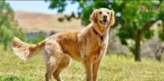 Study Finds Golden Retrievers and Humans Share Genes