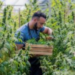 Cannabis Compounds: The New Liver Fat Busters? A man carefully harvesting cannabis plants in a greenhouse