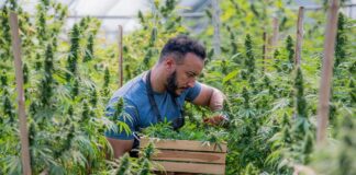 A man carefully harvesting cannabis plants in a greenhouse