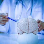 Brain Fog Crisis: Young Minds in Decline? A doctor pointing at a brain model with a pen