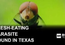 Flesh-Eating Fly Returns to the USA Flesh-eating New World screwworm found in Texas calf, USDA says