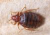 Bed Bug Handbook: Identification and Prevention Bed bug close-up on fabric surface