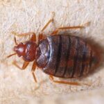 Bed bug close-up on fabric surface