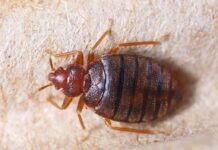 Bed Bug Handbook: Identification and Prevention Bed bug close-up on fabric surface