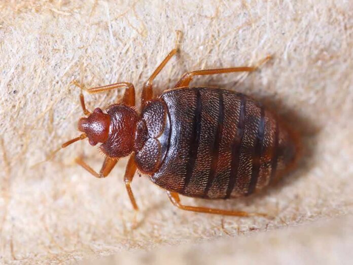 1783889940798-2kqmck-shutterstock-131698883 Bed bug close-up on fabric surface