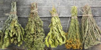 Bundles of dried herbs hanging on a rustic wooden wall