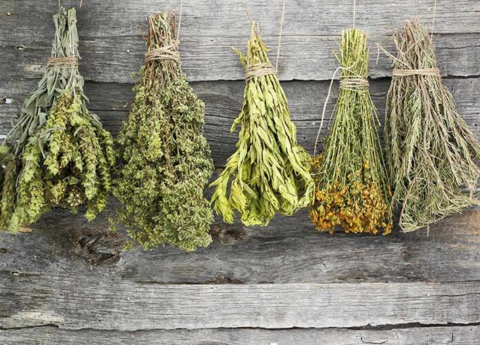 Bundles of dried herbs hanging on a rustic wooden wall